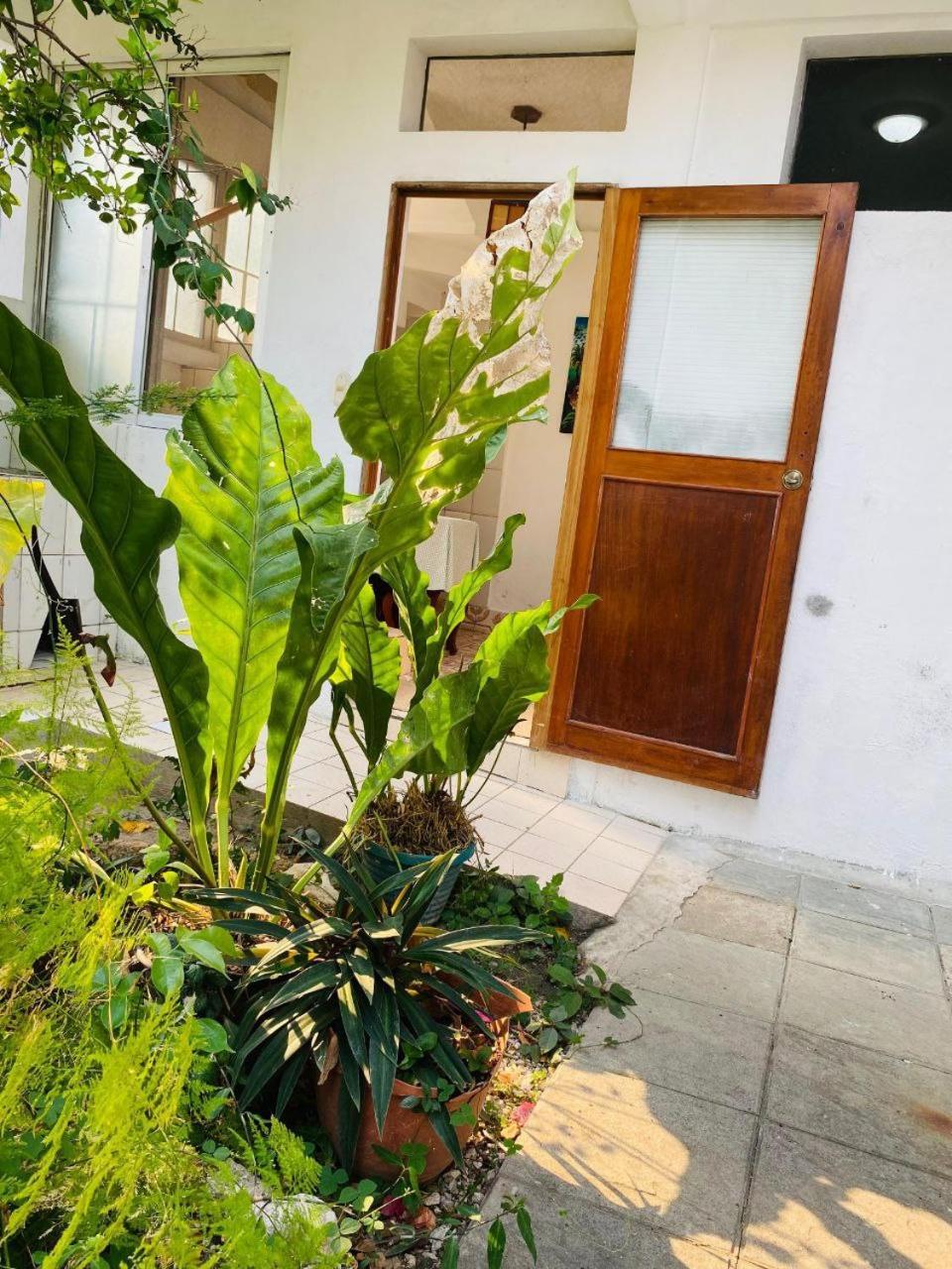 Hotel Casa Mima Flores Esterno foto